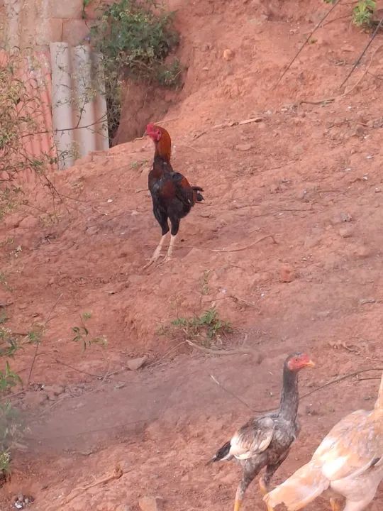 Frango indio  - Foto 3