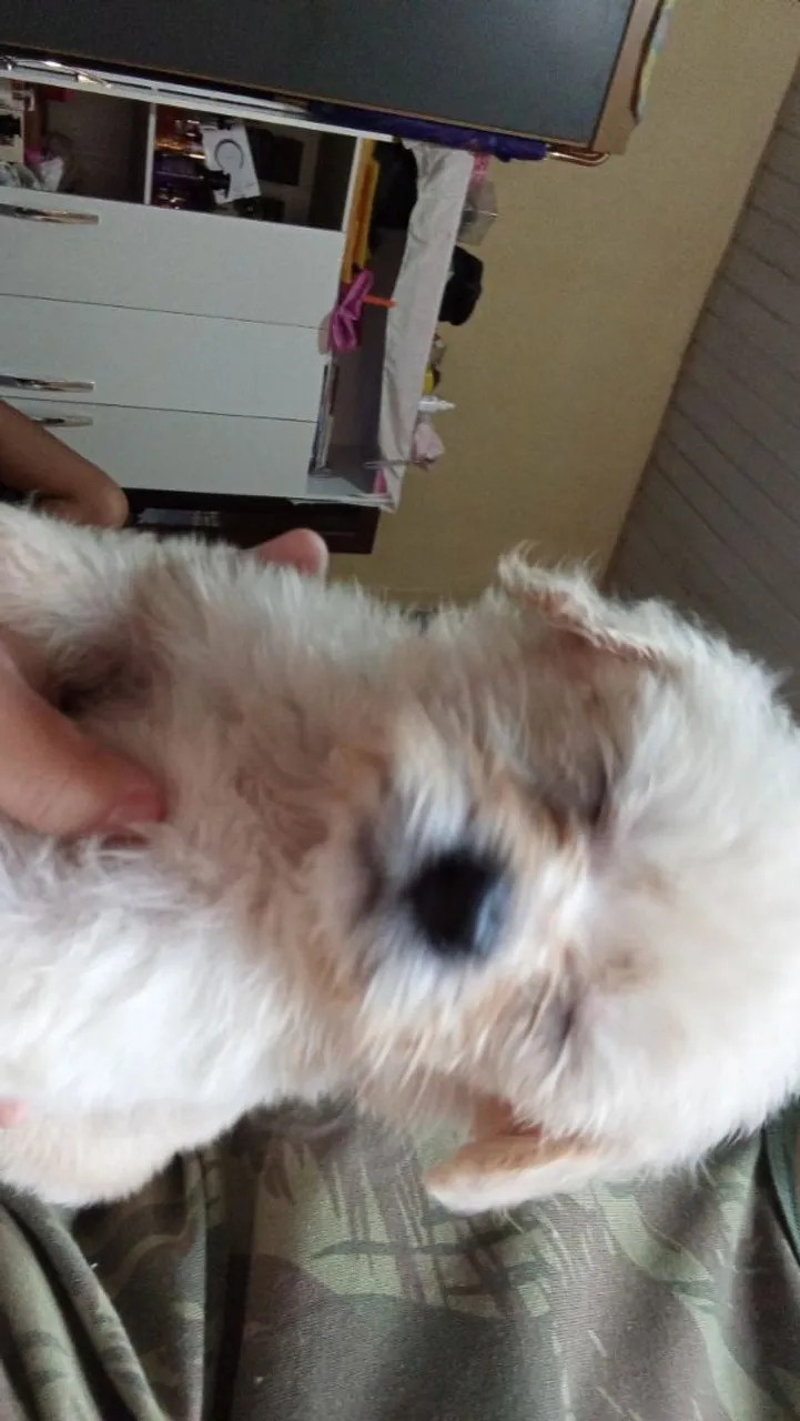 Filhote poodle