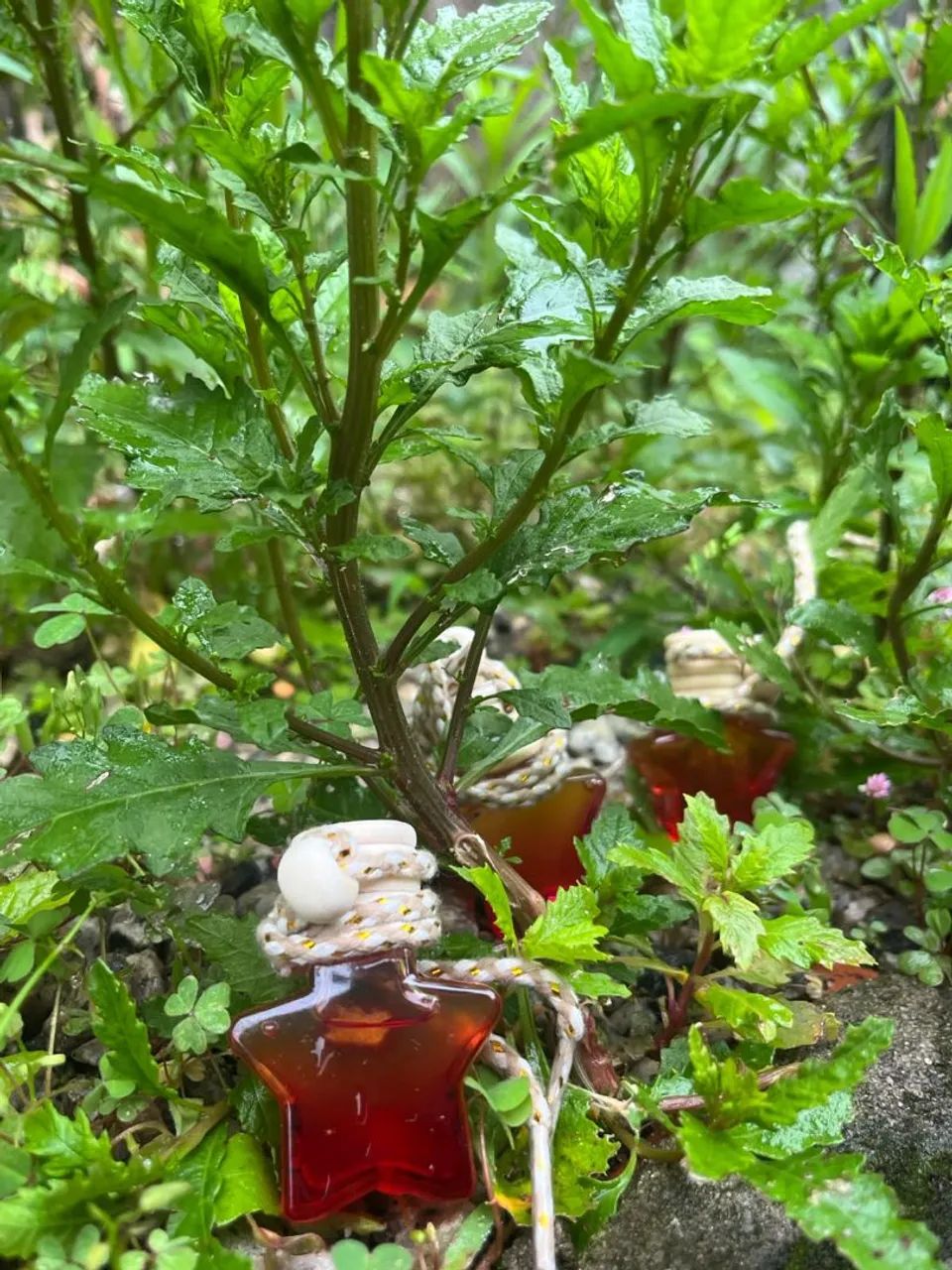 Perfume e óleo da bota  - Foto 5