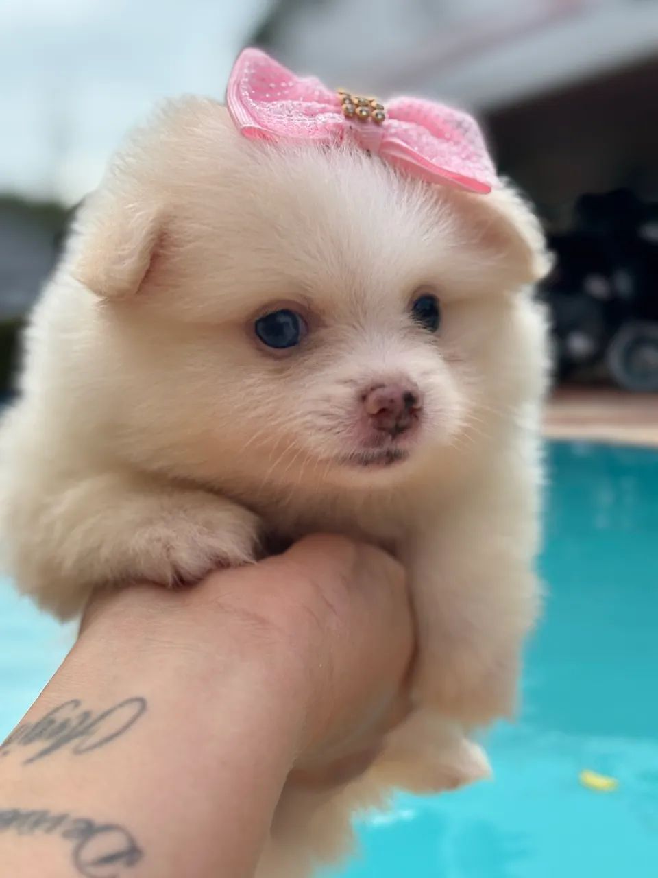 Filhot Spitz de laço  - Foto 3