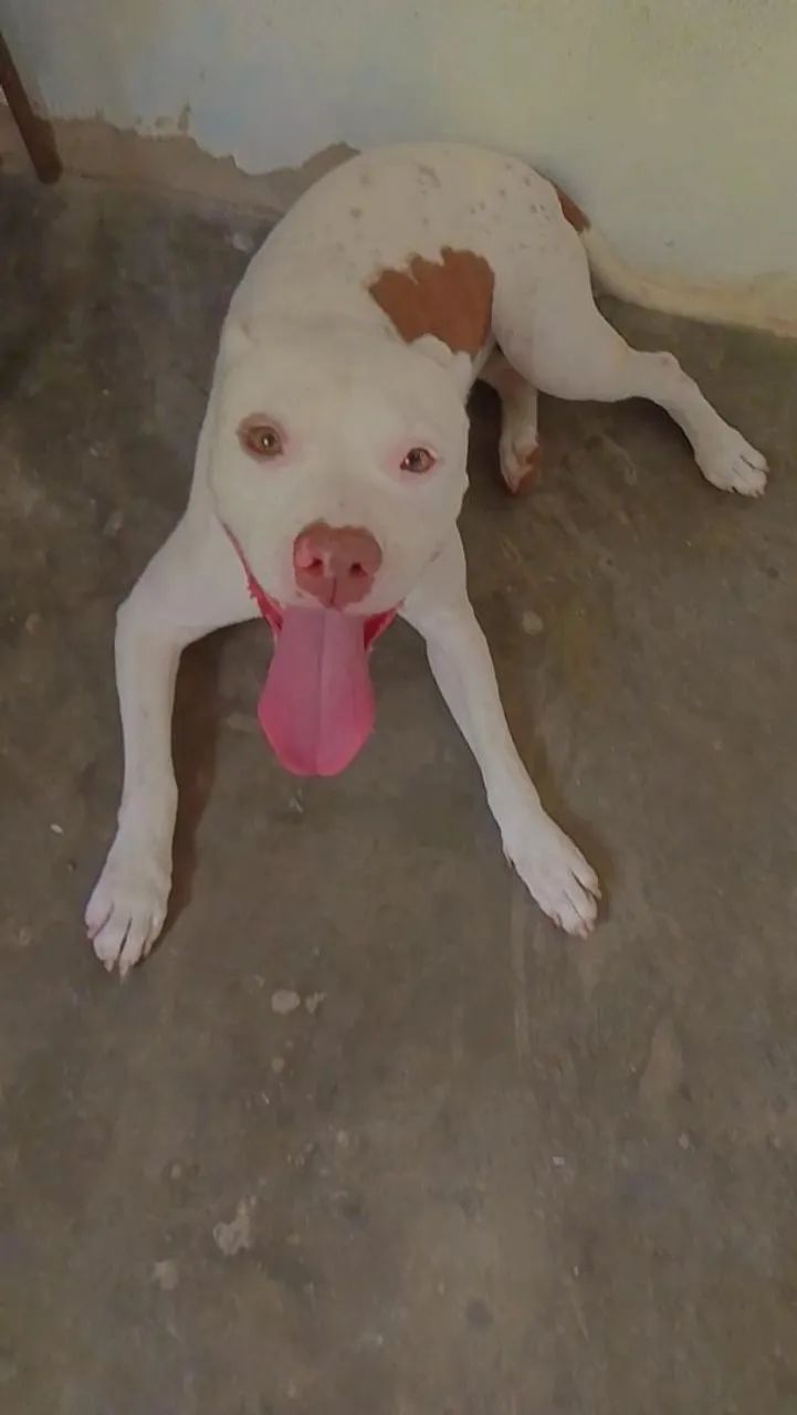 Estou doando uma cachorra Pitbull  - Foto 5