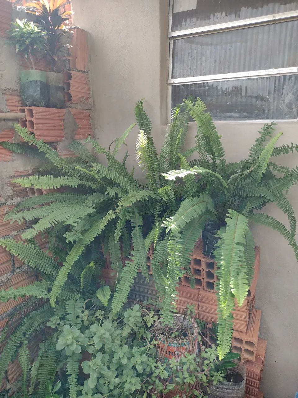 Samambaia em vaso - Foto 3