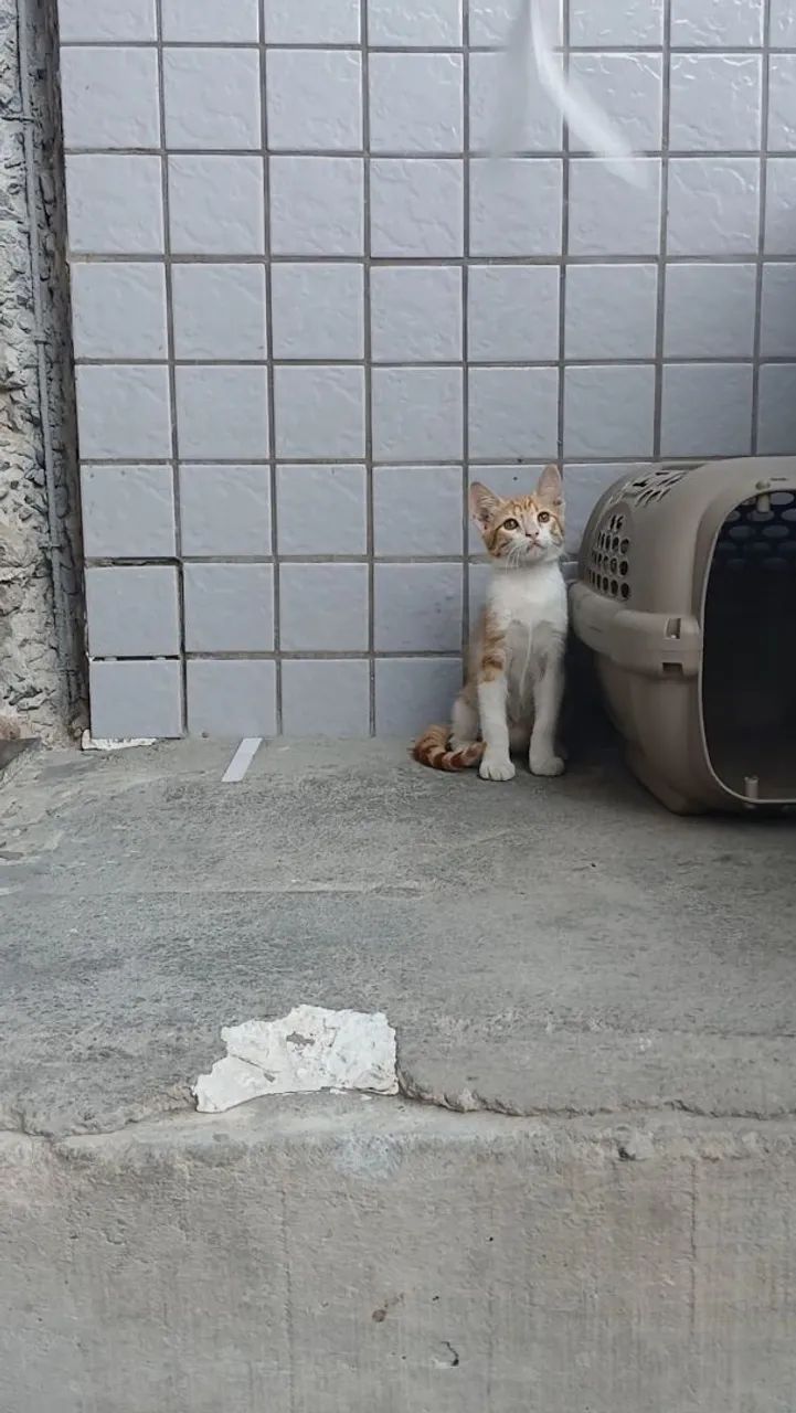 Adote um amigo felino!!! - Foto 4