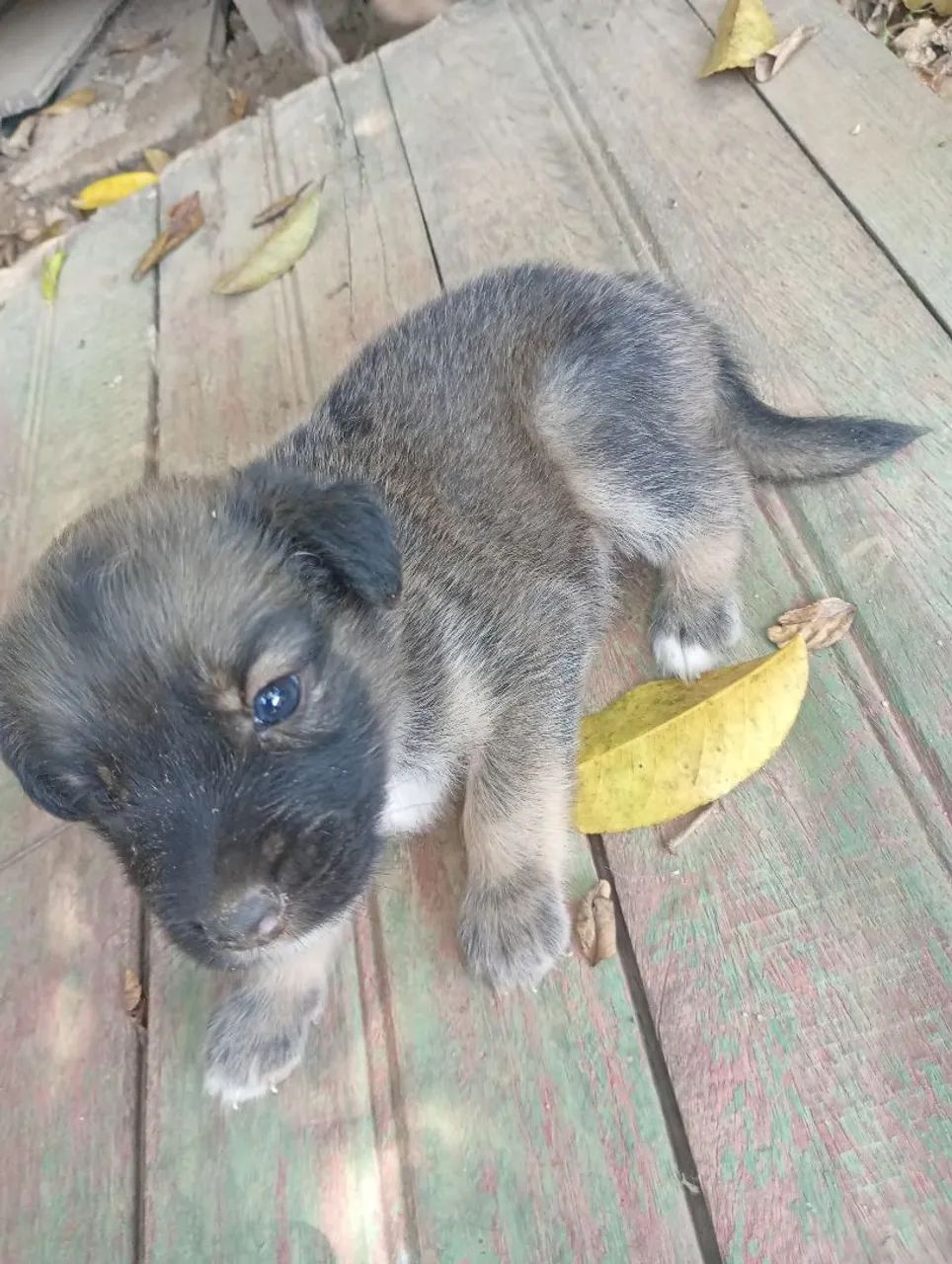 Filhote de cachorro para adoção  - Foto 3