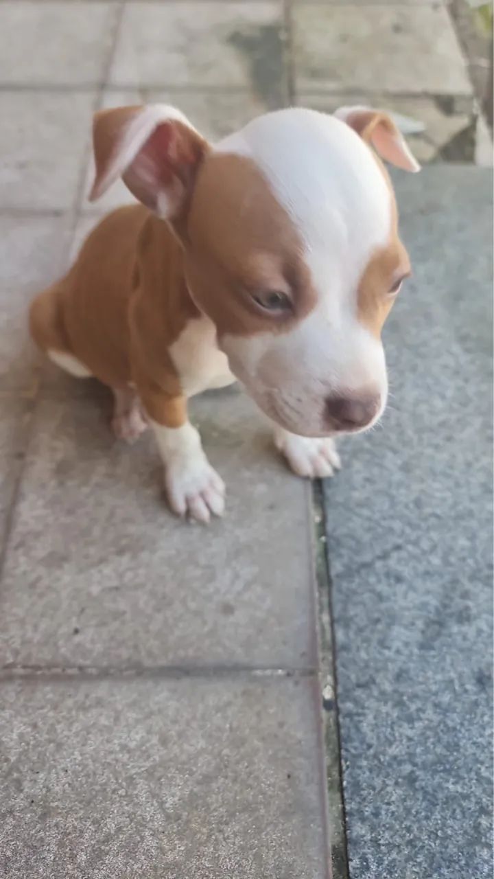 Pitbulls de raça - Foto 3
