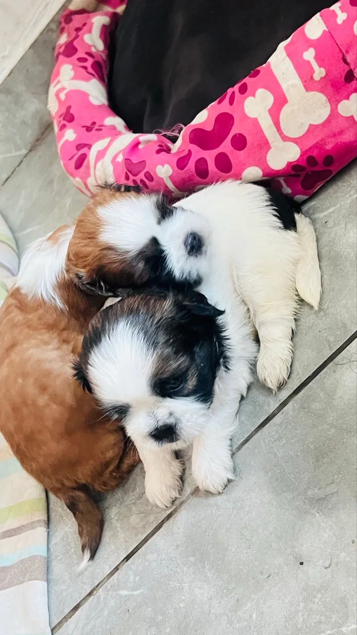 Cachorro Shitszu  - Foto 5