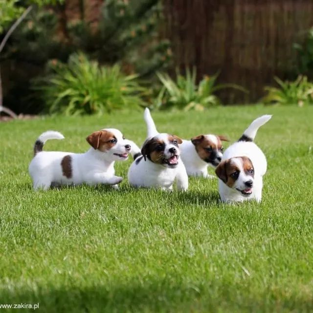 Jack Russel  - Foto 2
