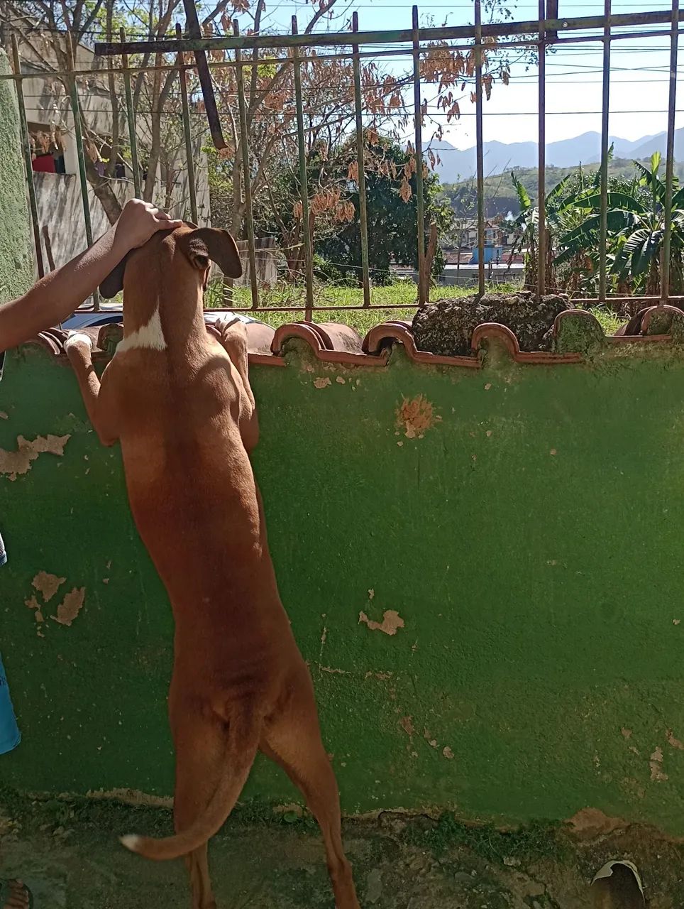 CÃO BOXER BARATO! - Foto 2