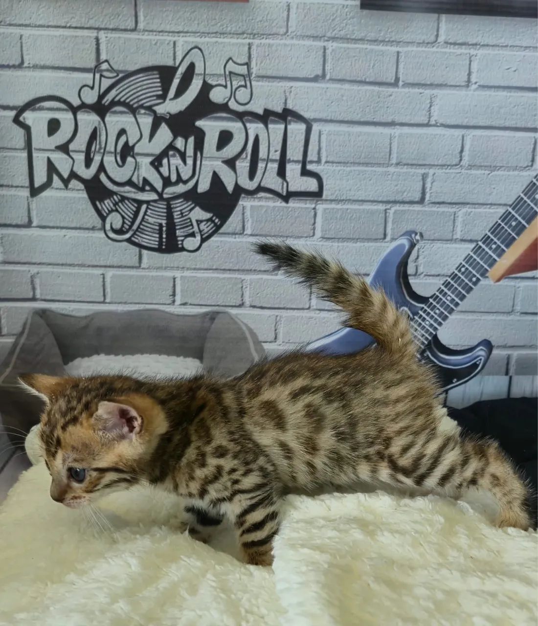 Machos Bengal - Foto 2