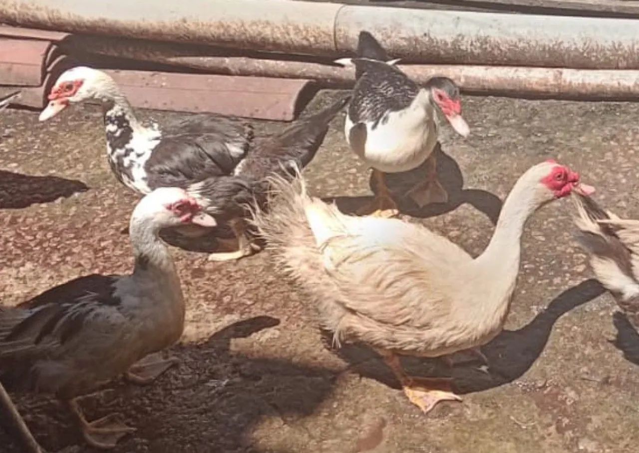 Patos e patas a venda 