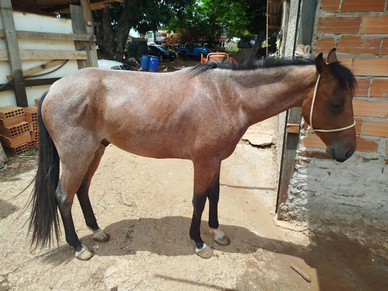 Cavalo QM registrado - Foto 4