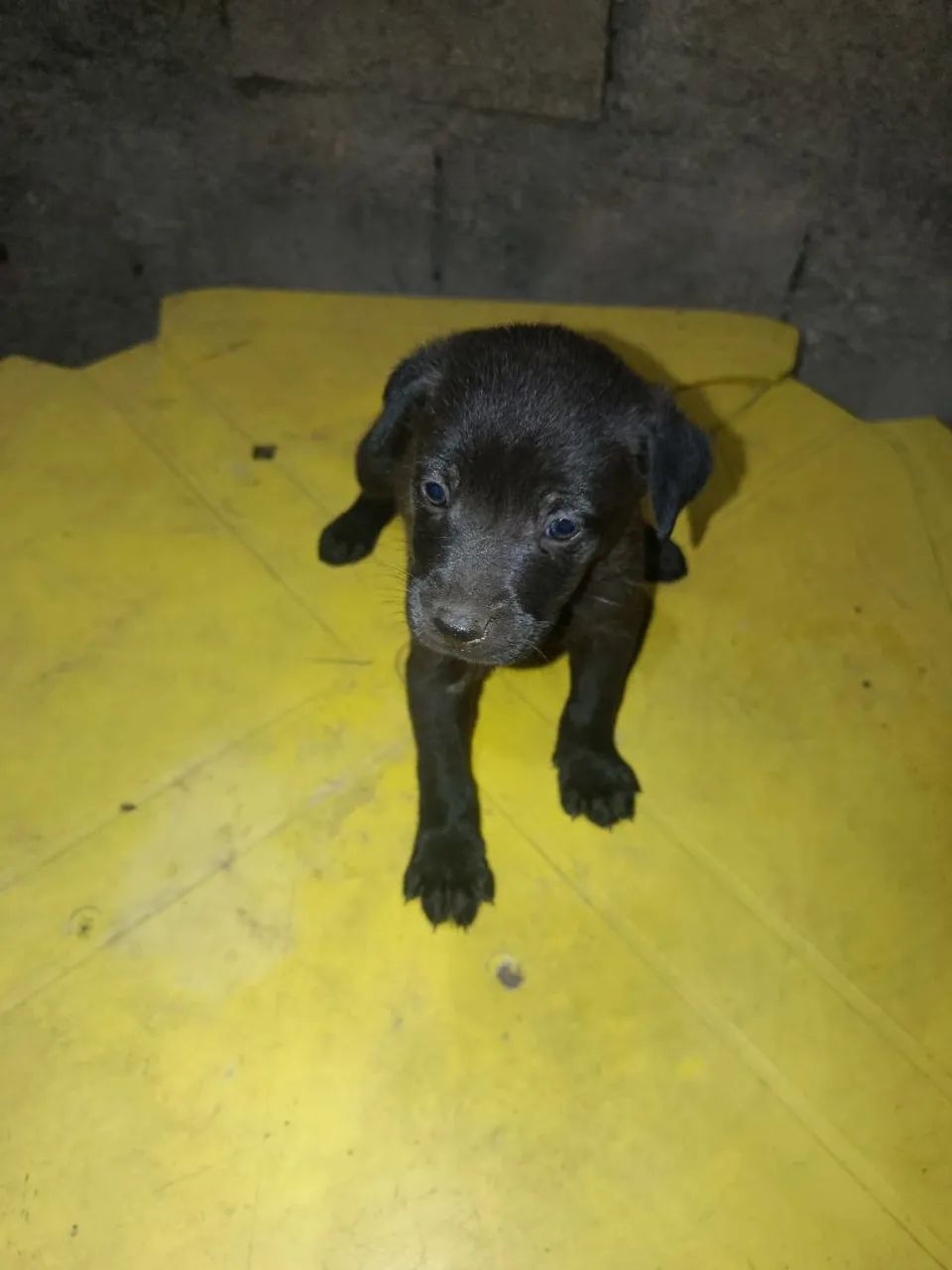 Doação de cachorrinhos  - Foto 3