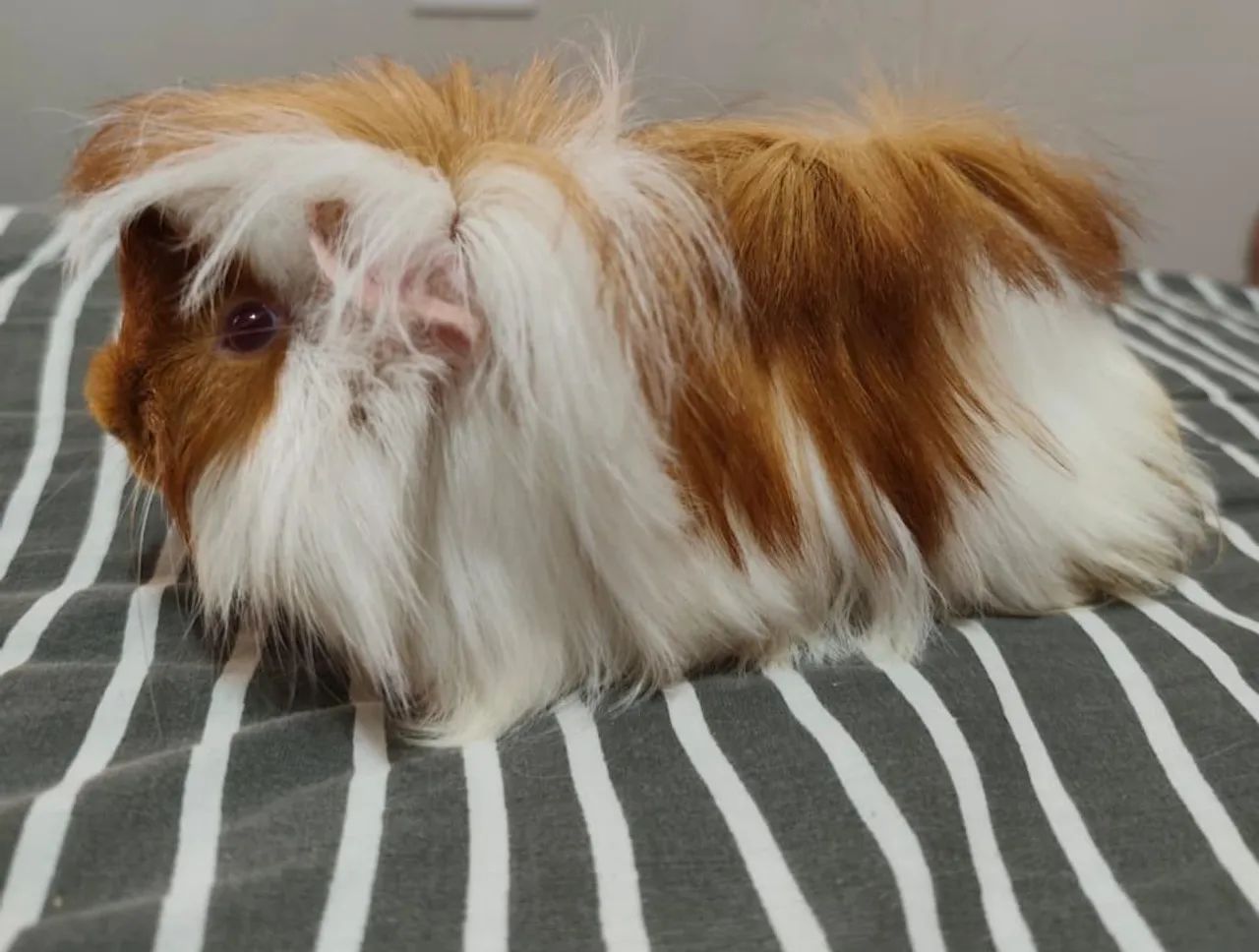 Porquinhos da Índia  - Foto 3