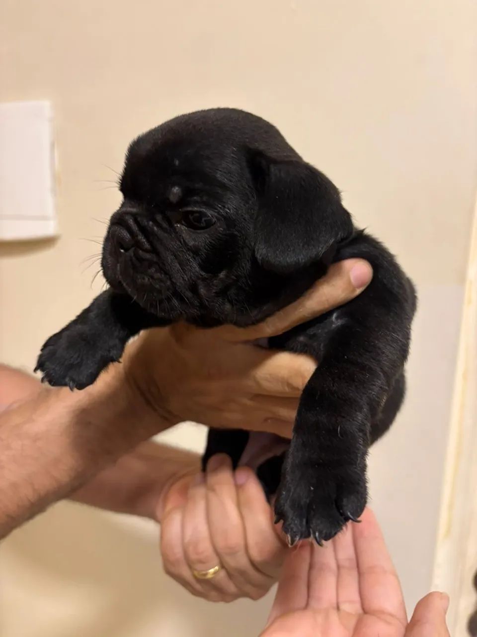 Buldogue Francês a venda - Foto 3