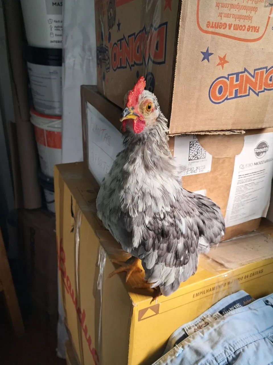 Disponível um micro garnizer suro macho  - Foto 3