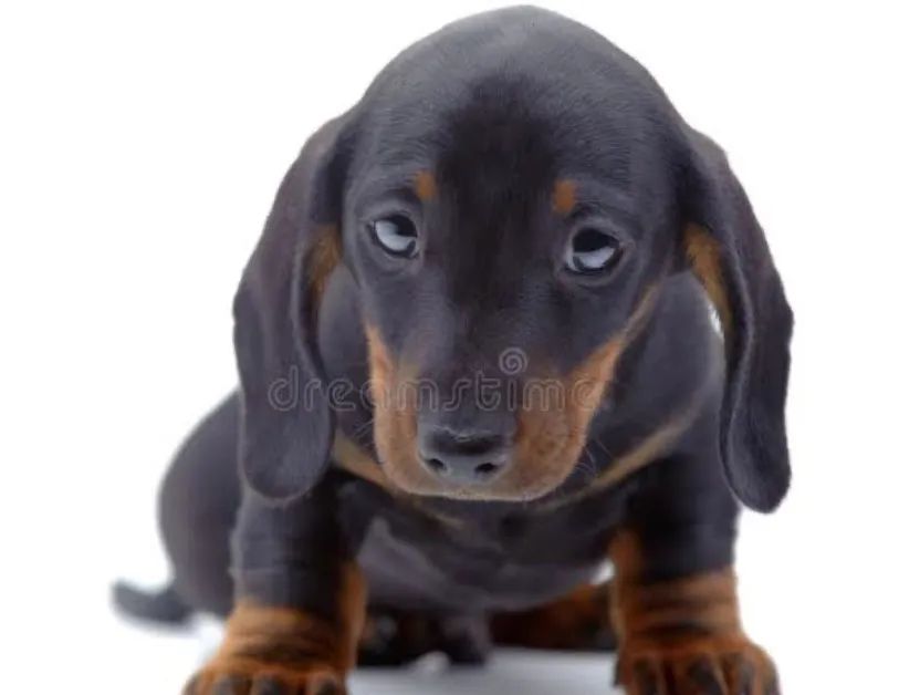 Dachshund - Foto 3