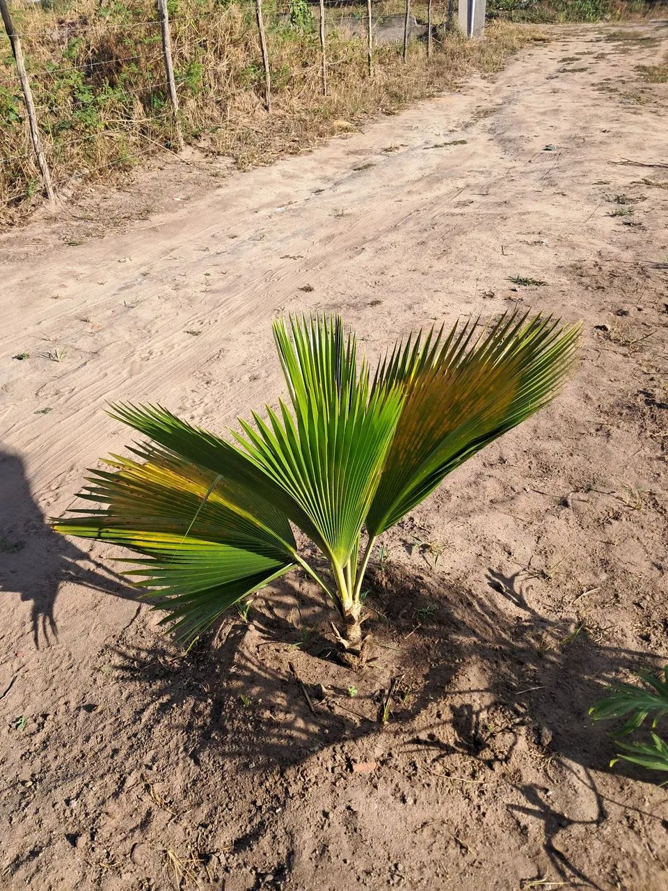 PLANTAS DIVERSAS  - Foto 4