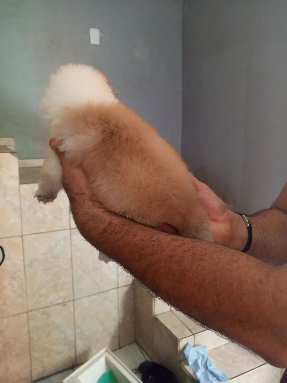 Filhotes ( R$ 800 )