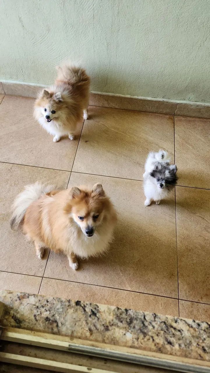 Spitz Alemão macho - Foto 2