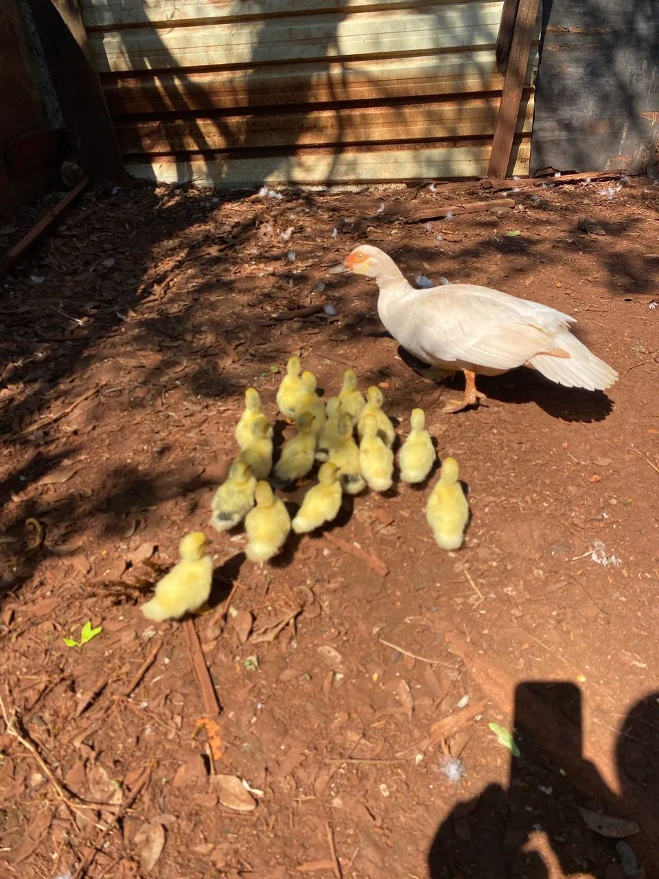 Vendas e patos e galinhas e patinhos - Foto 3