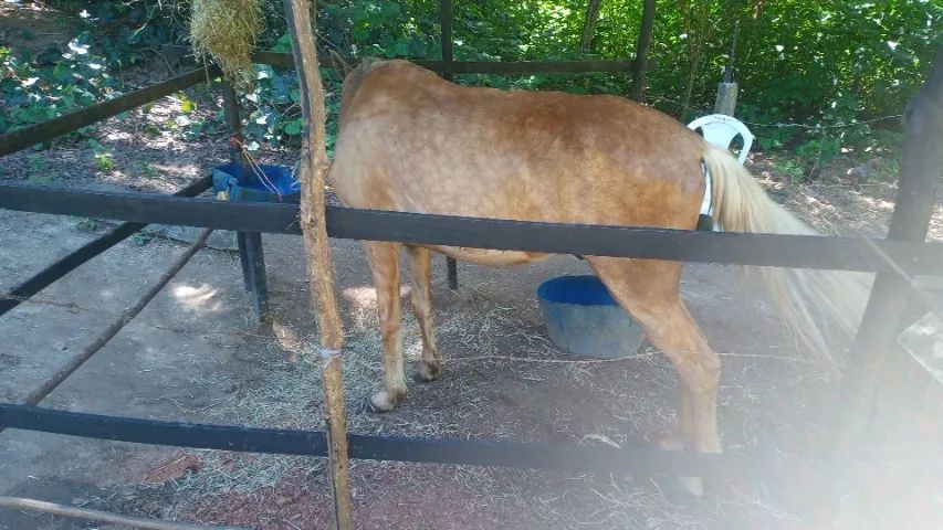 Cavalo - Foto 4