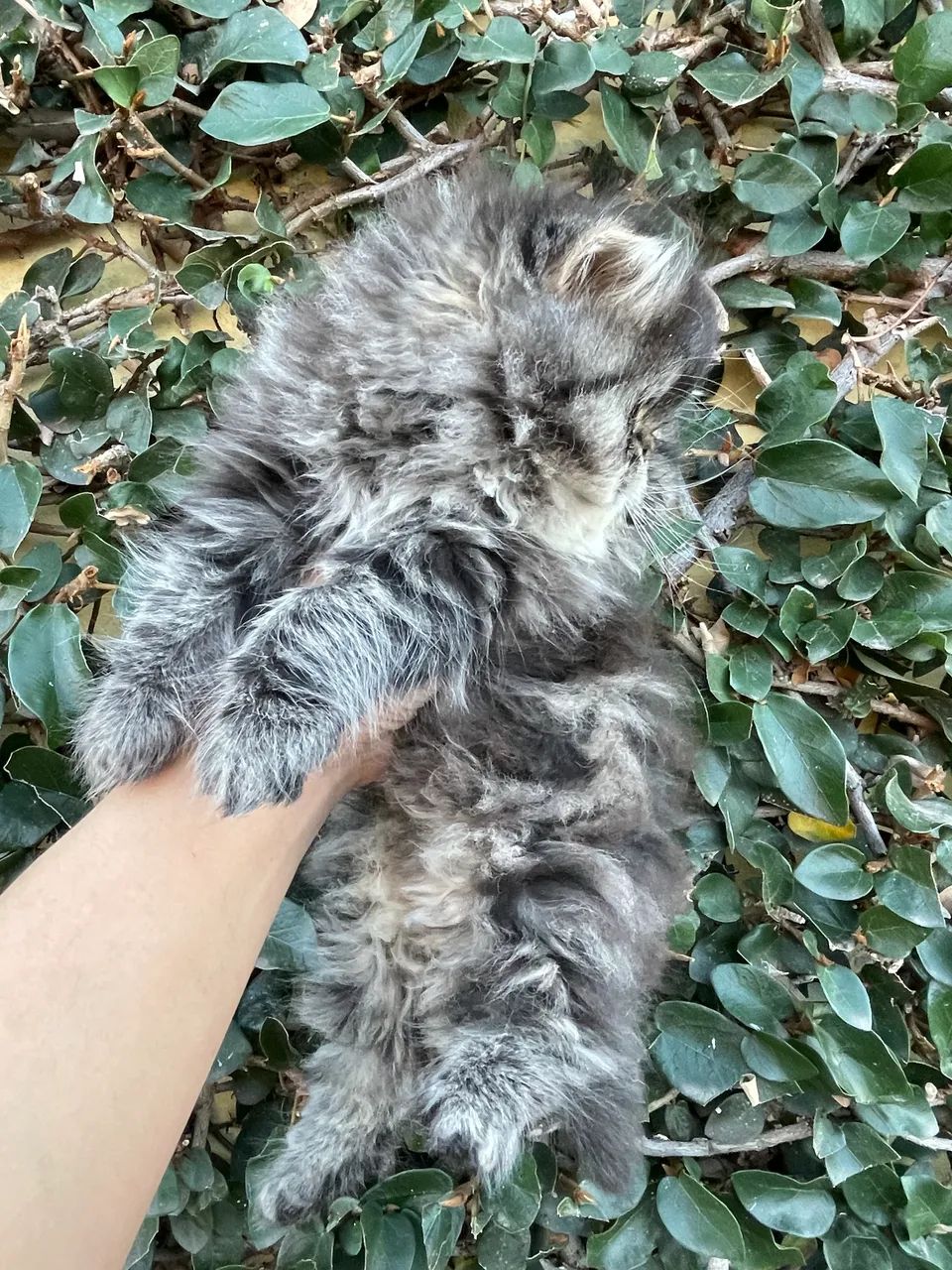 Gato Persa black smoke tabby  - Foto 4