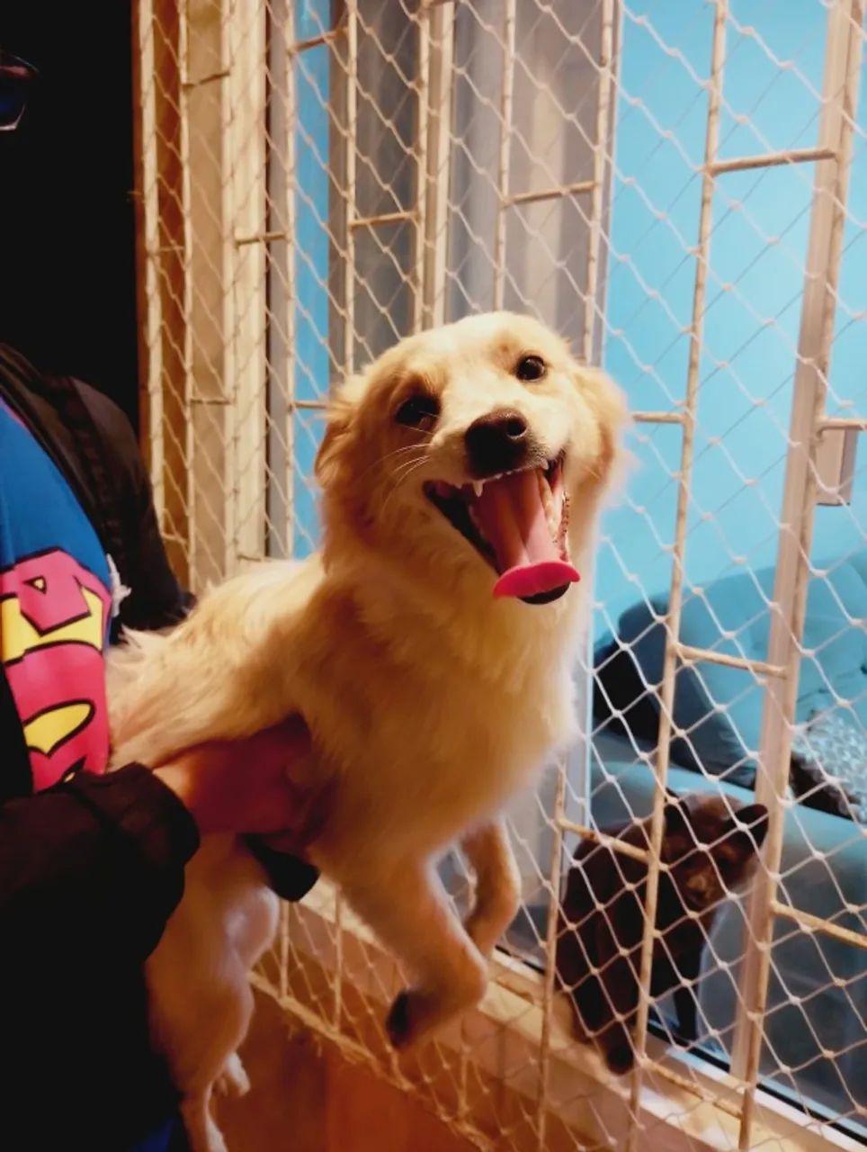 Cachorrinho para doação - Foto 2