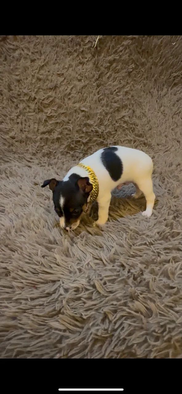 Cachorro  - Foto 5