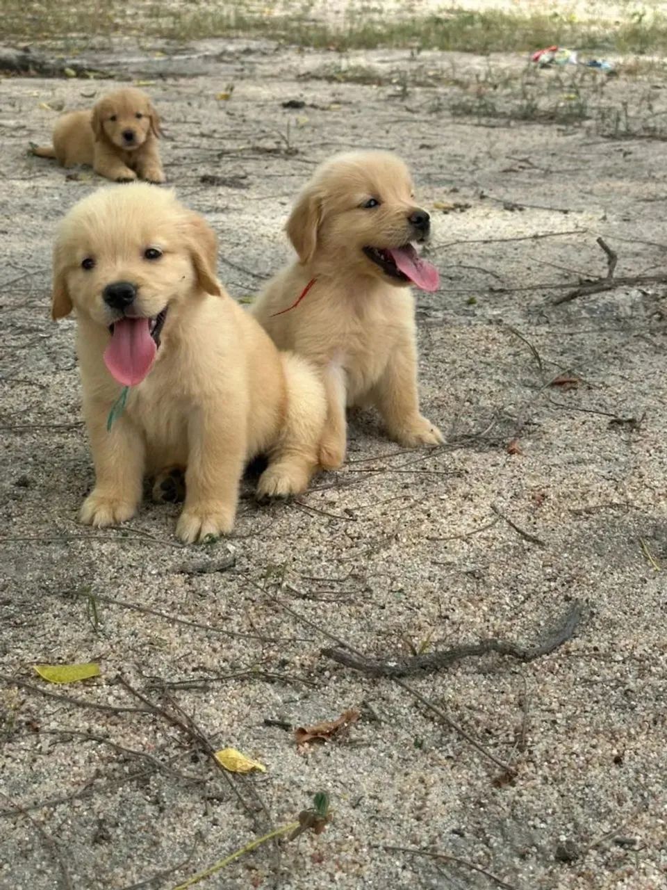Golden retriever com pedigree  - Foto 3