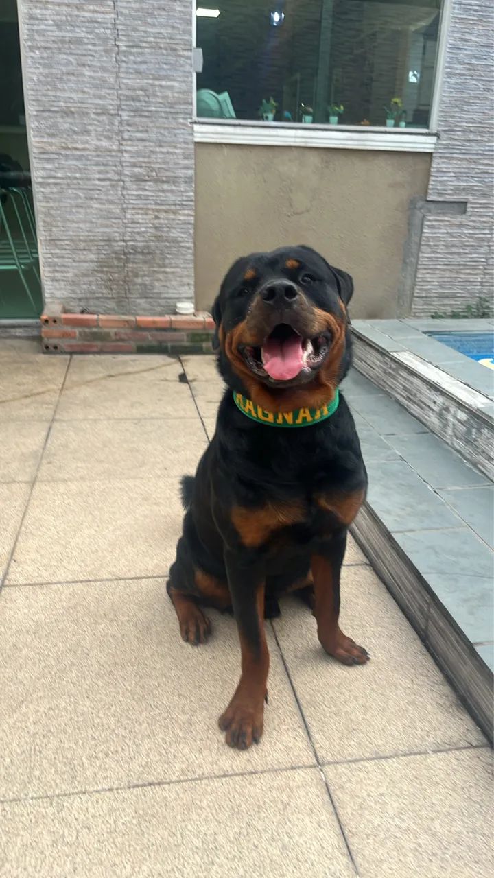Proucuro namorada pro meu rottweiller 