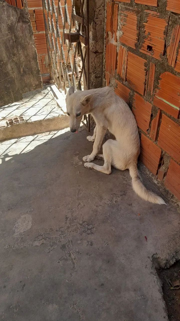Doação - Foto 2