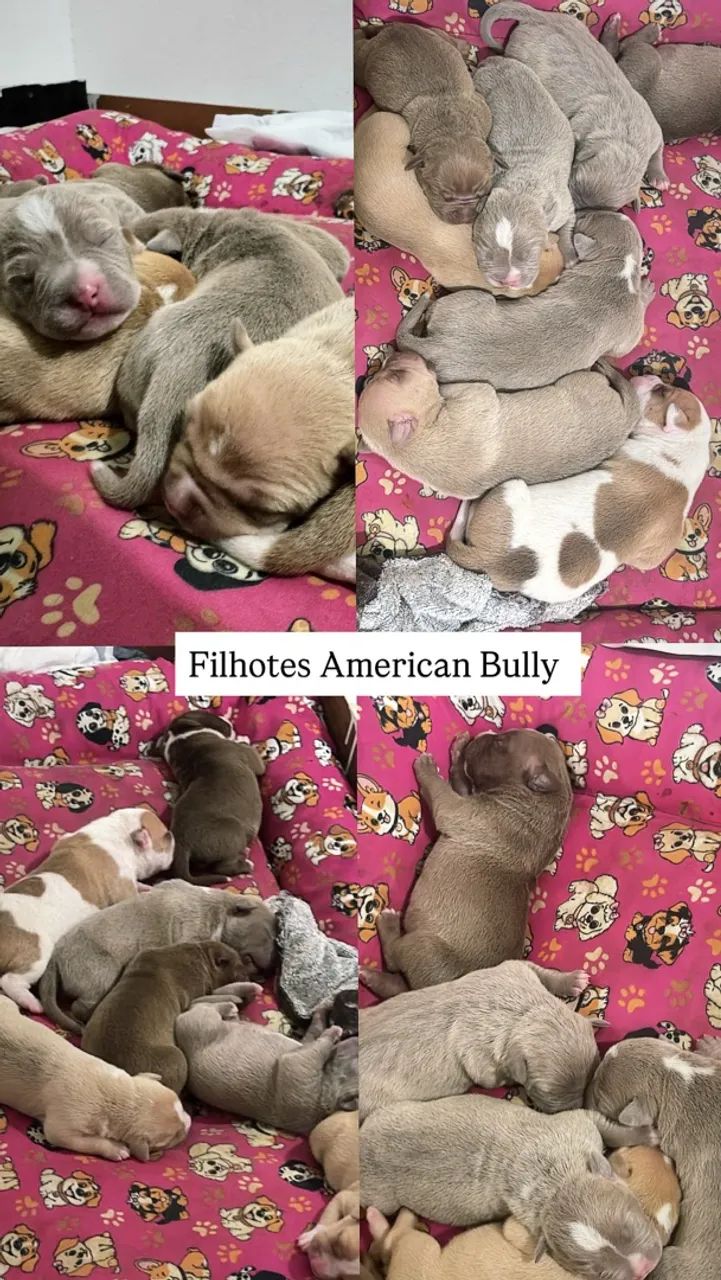 Filhotes American Bully  - Foto 2
