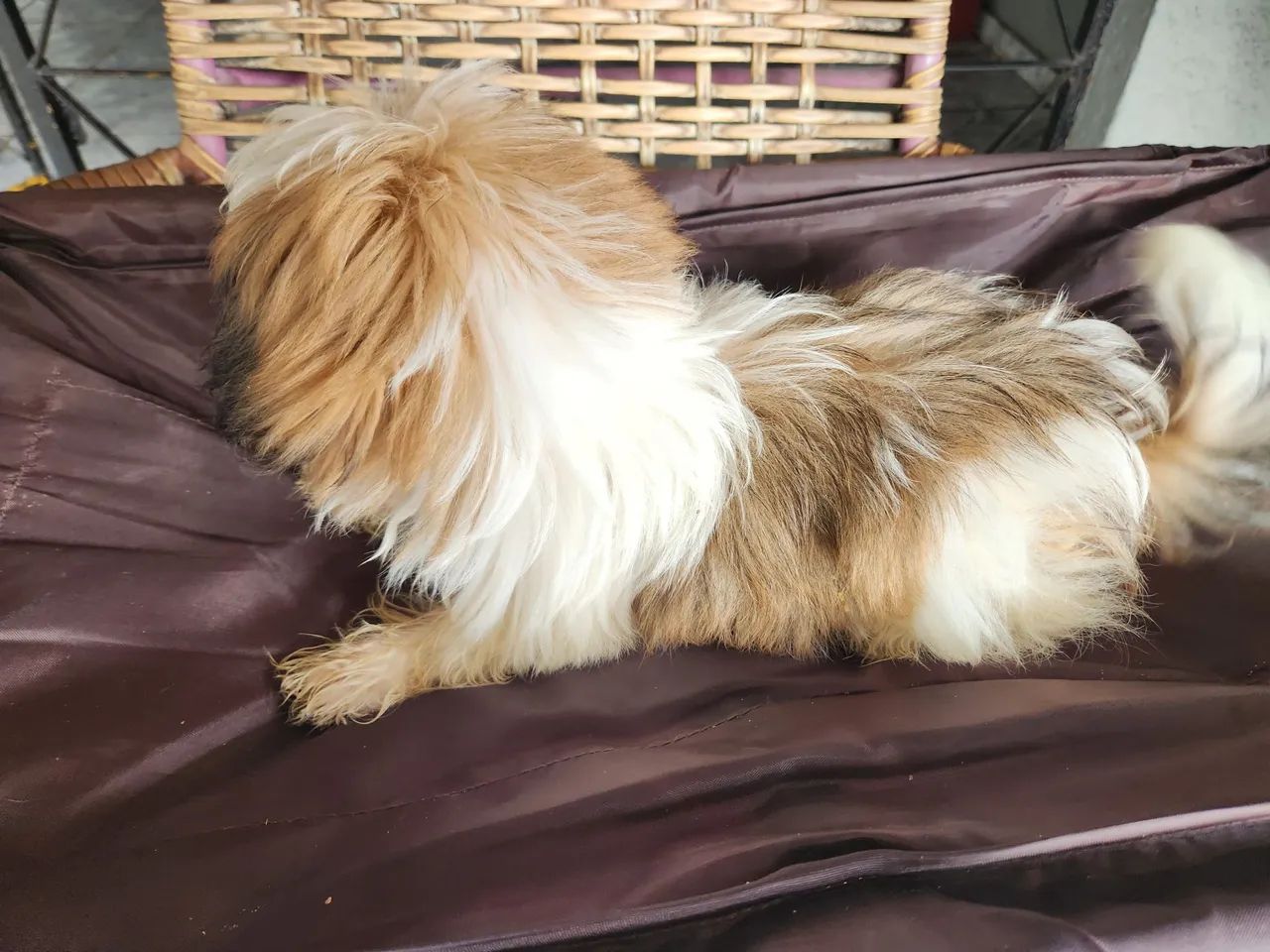 Cachorro Shih-tzu Macho ?  - Foto 4