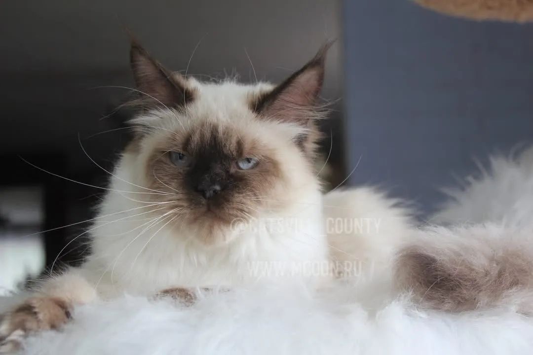 Filhotes de gato Ragdoll e de Siberiano  - Foto 5