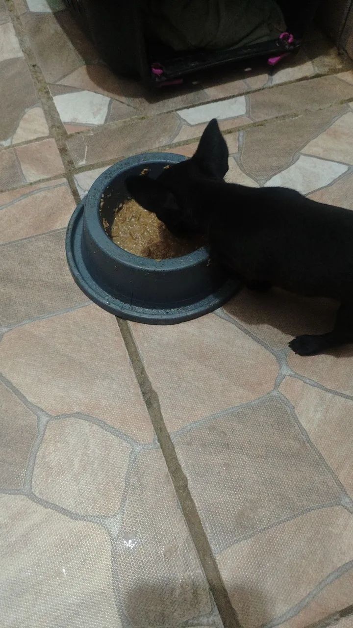 Pincher 0 - Foto 3