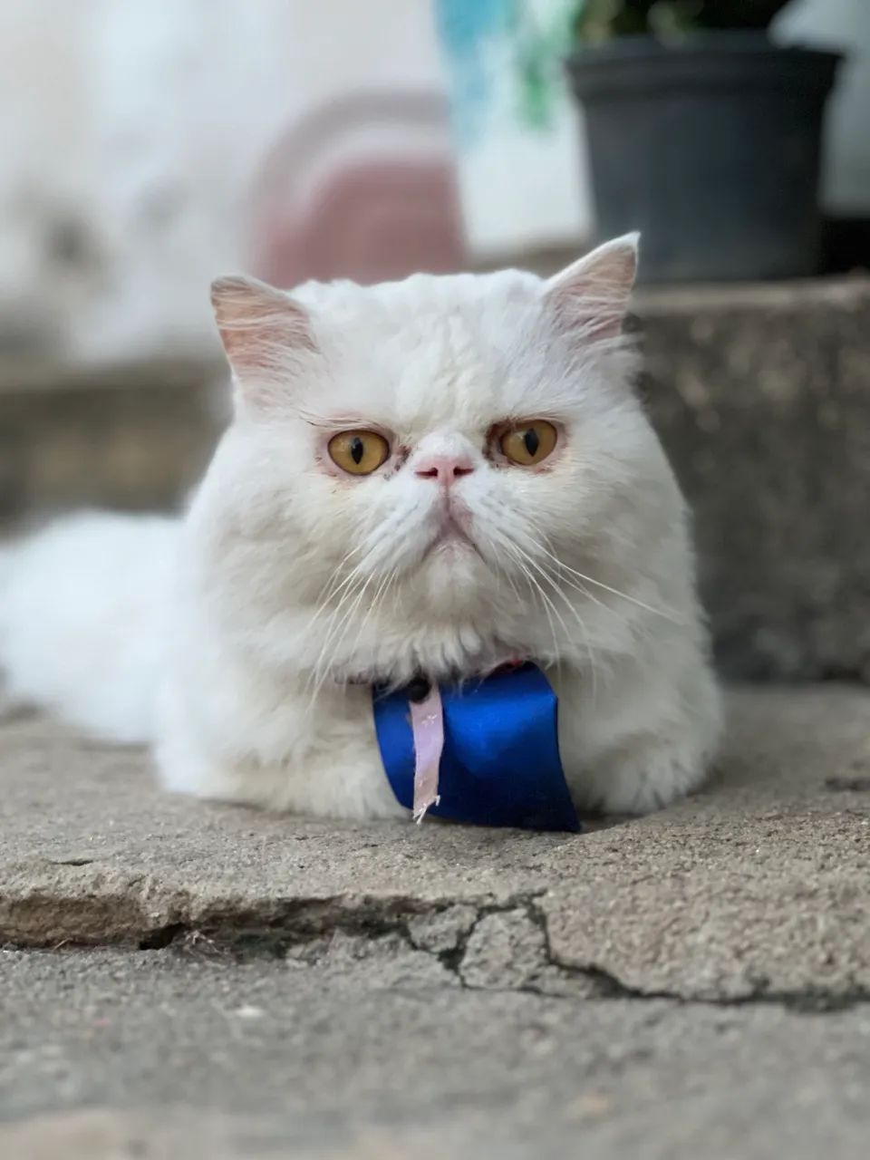 Gato Persa ? - Foto 4