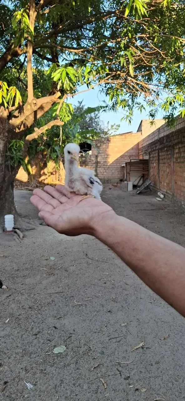 Pintinho  - Foto 4