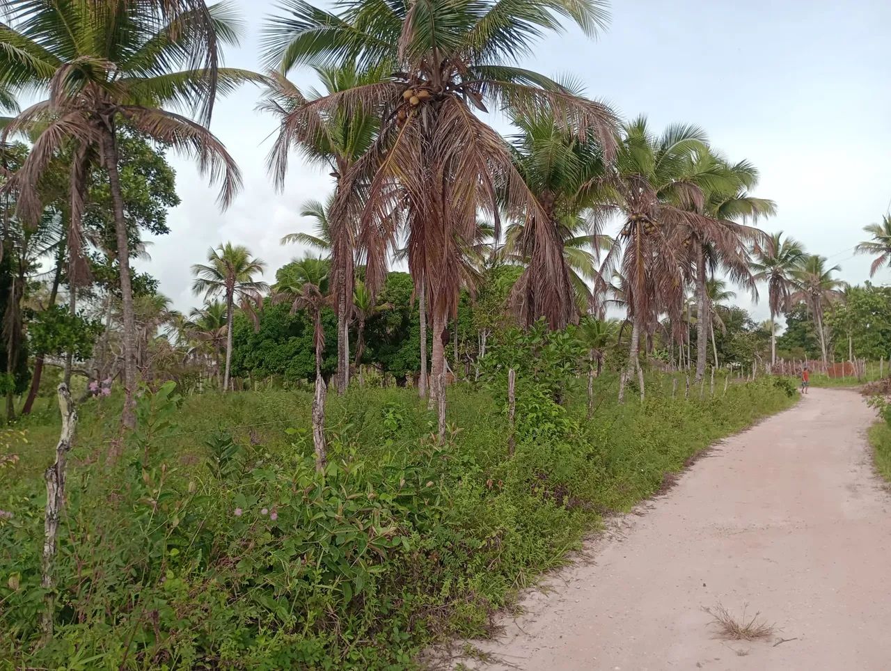 Vende um terreno metade sítio e outra pasto - Foto 5