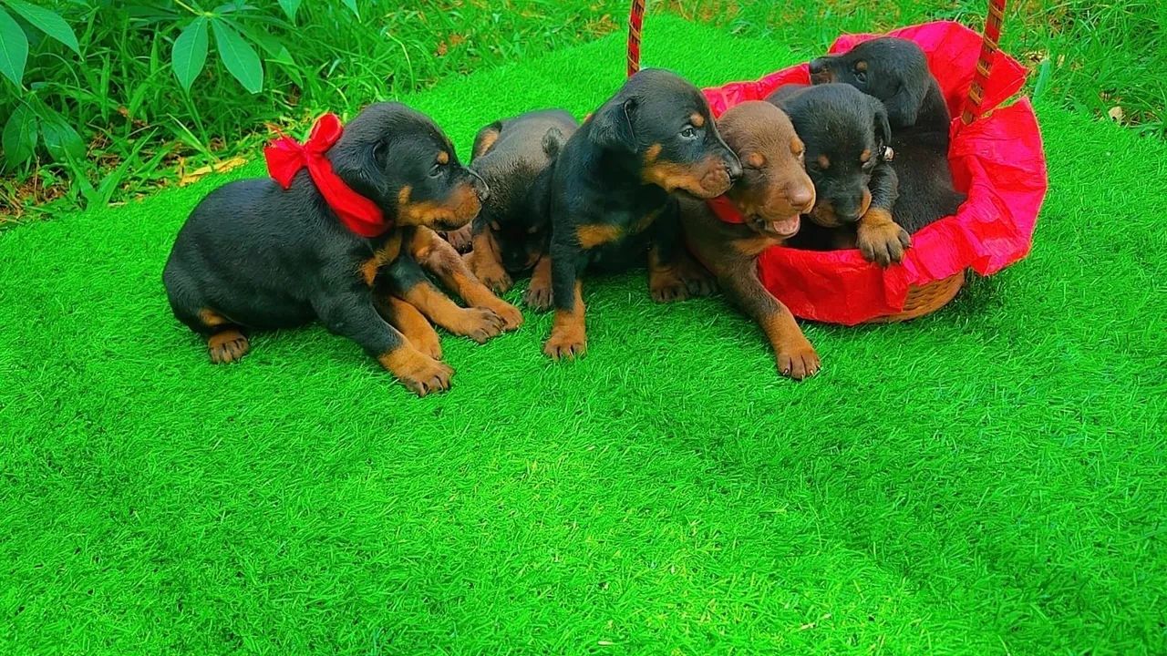 FILHOTES DE DOBERMAN 