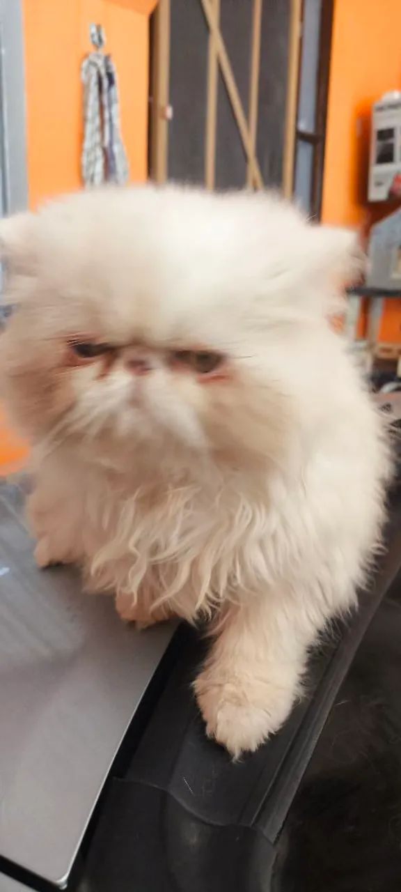 Gata persa 