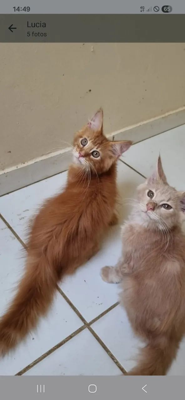 Gatil Menie Cats- Vendo Filhotes de Maine Coon