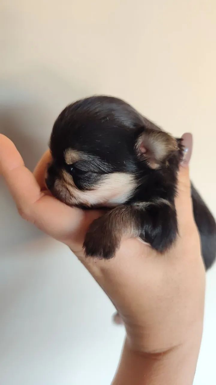 CHIHUAHUA Black tan - Foto 3