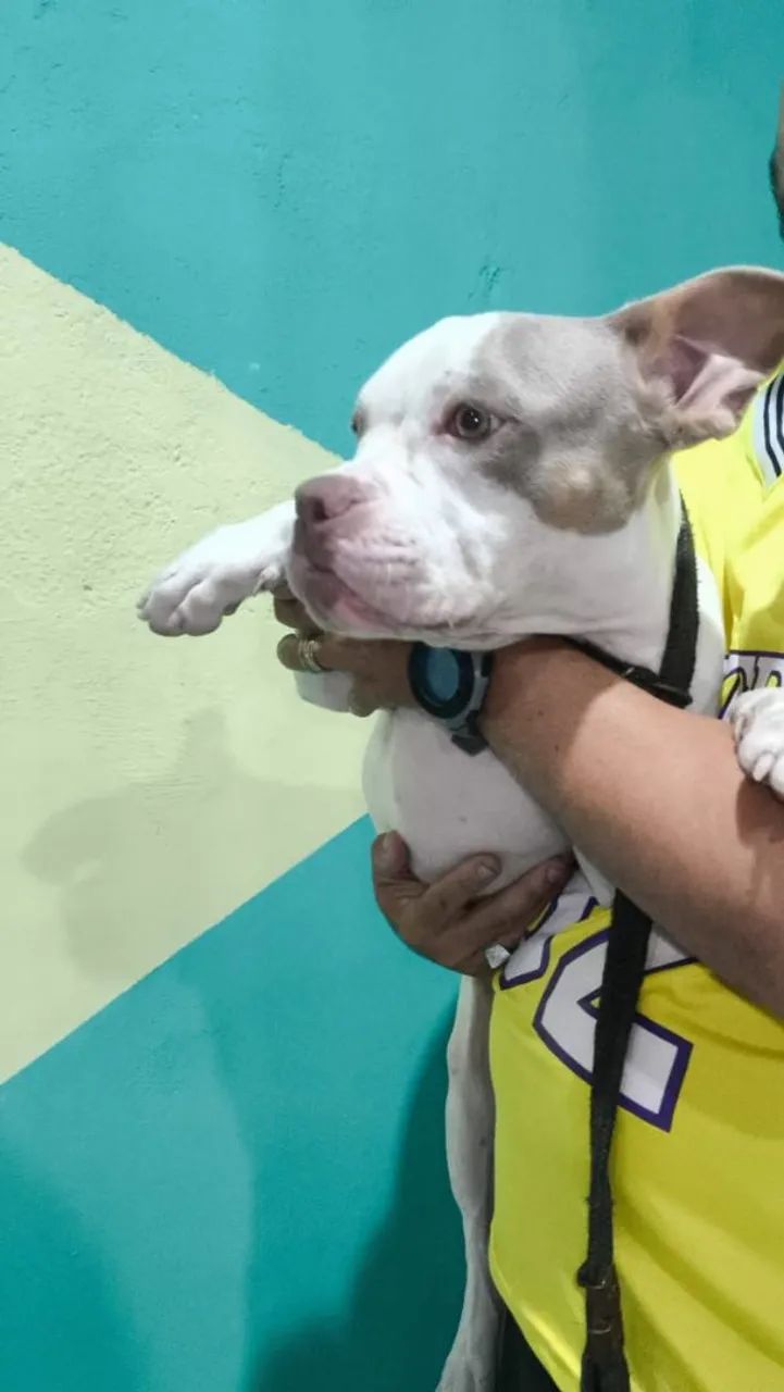 Fêmea american bully 6 meses - Foto 2