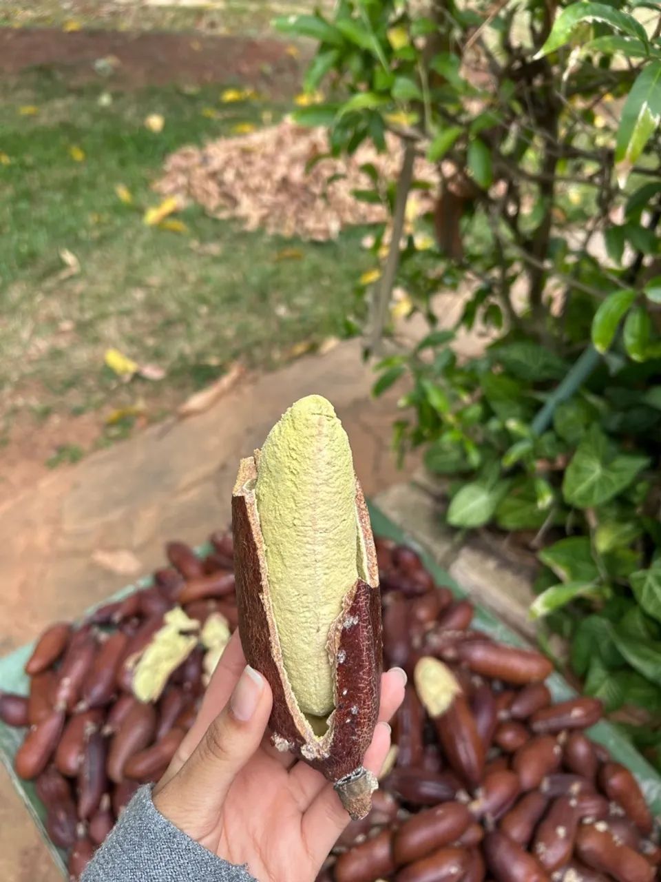 Jatobá com casca R$25,00kg  - Foto 2