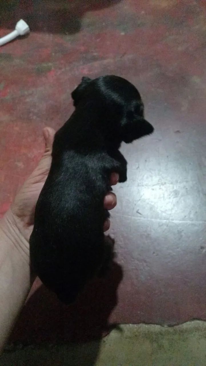 Pinche número 1 - Foto 2