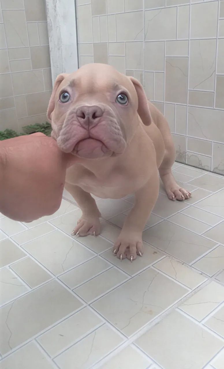 American Bully ( Micro ) - Foto 2