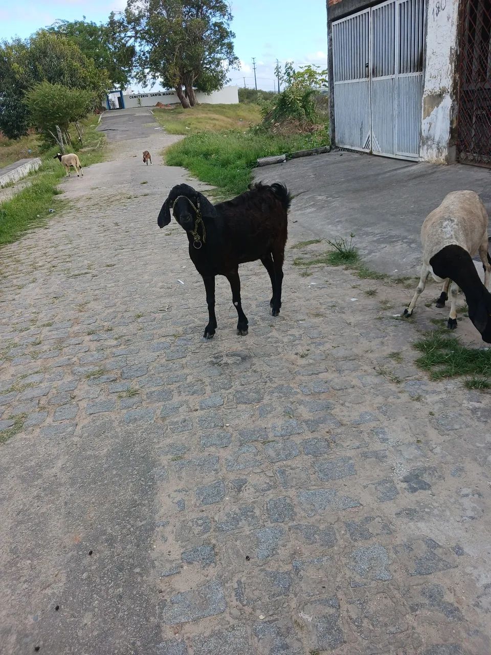 Cabra - Foto 2