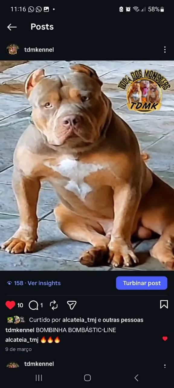 Pitmonsters  - Foto 4