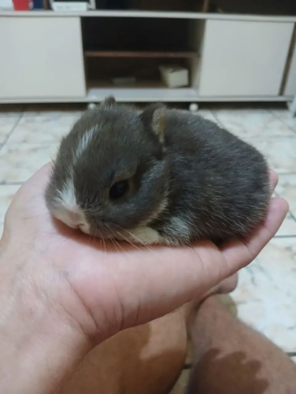Mini Coelho netherland  - Foto 2
