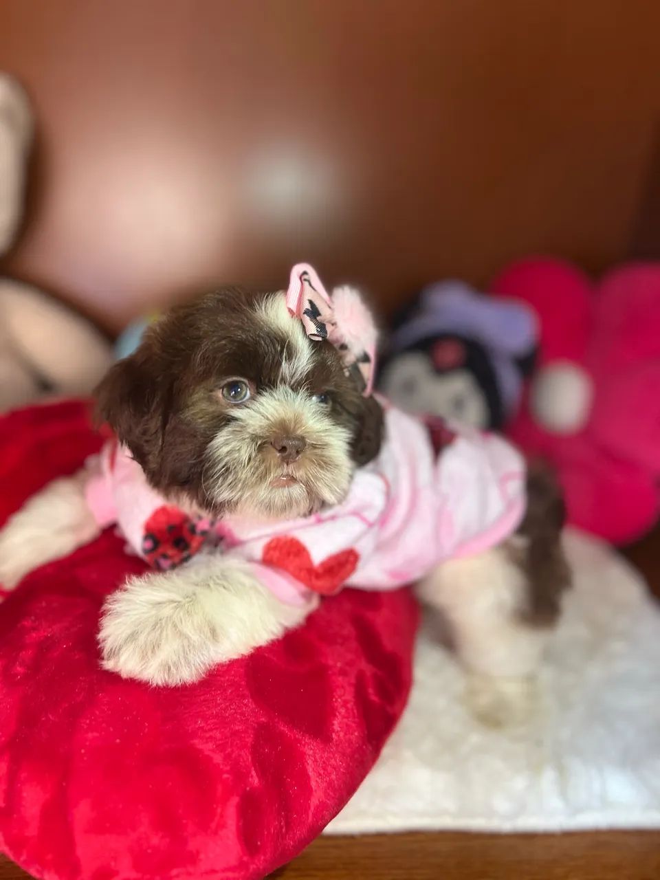 Filhotes shihtzu 